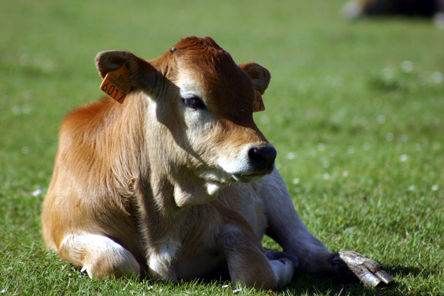 Carnicería online de carne de Asturias Carne de ternera