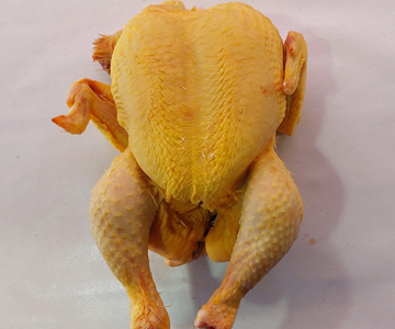 Pollo